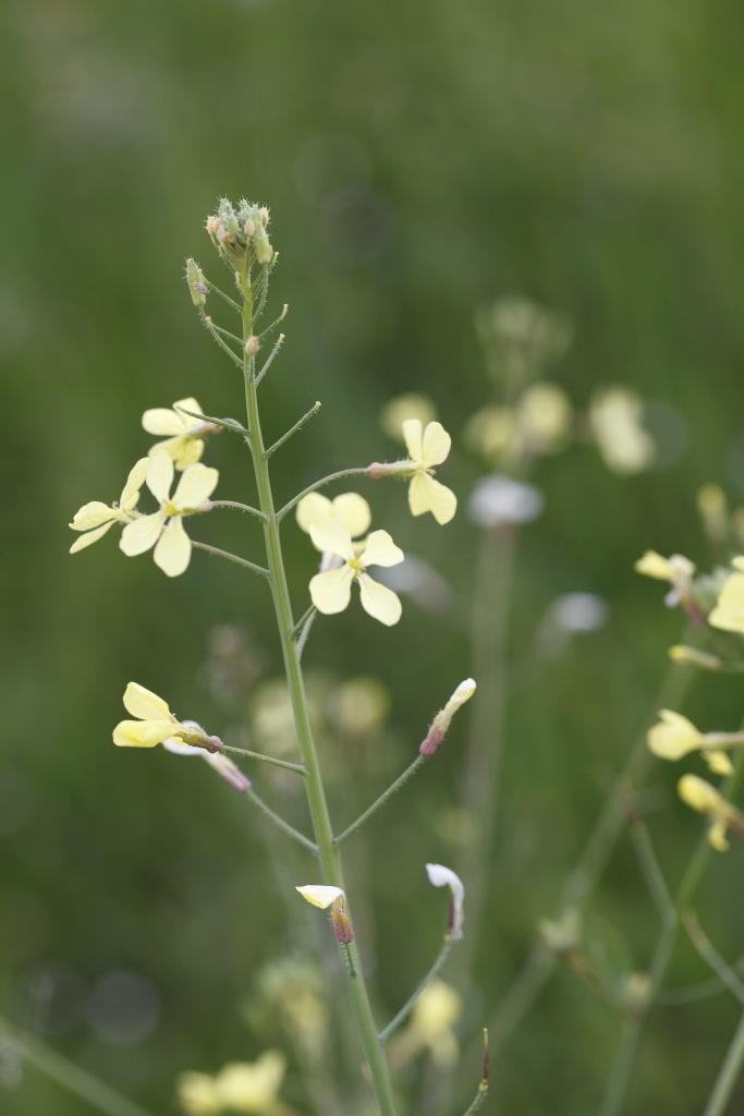 Raphanus raphanistrum subsp. landra