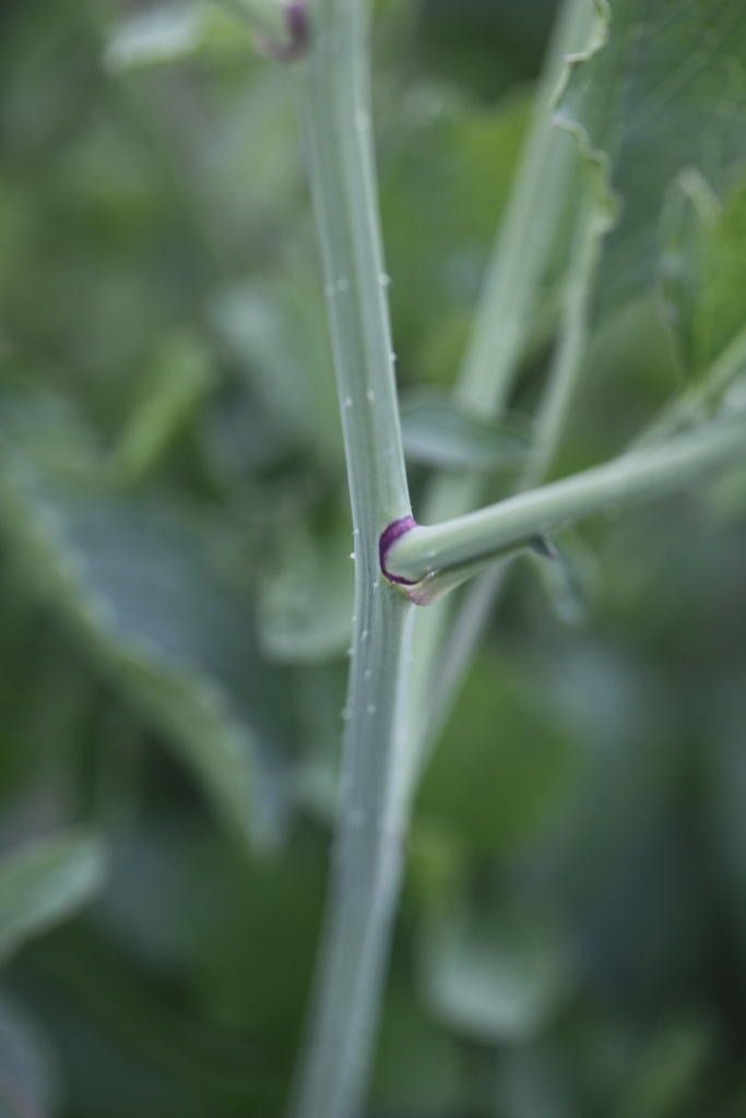 Raphanus raphanistrum subsp. landra