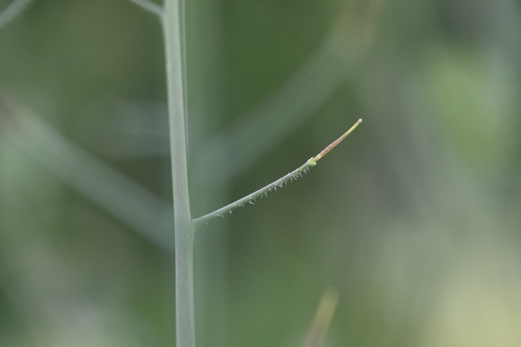 Raphanus raphanistrum subsp. landra