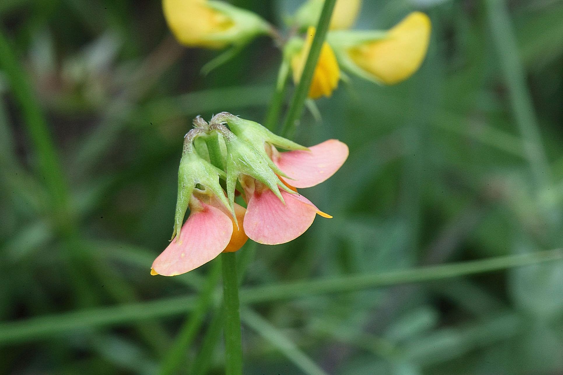 Scorpiurus subvillosus / Erba-Lombrica pelosetta