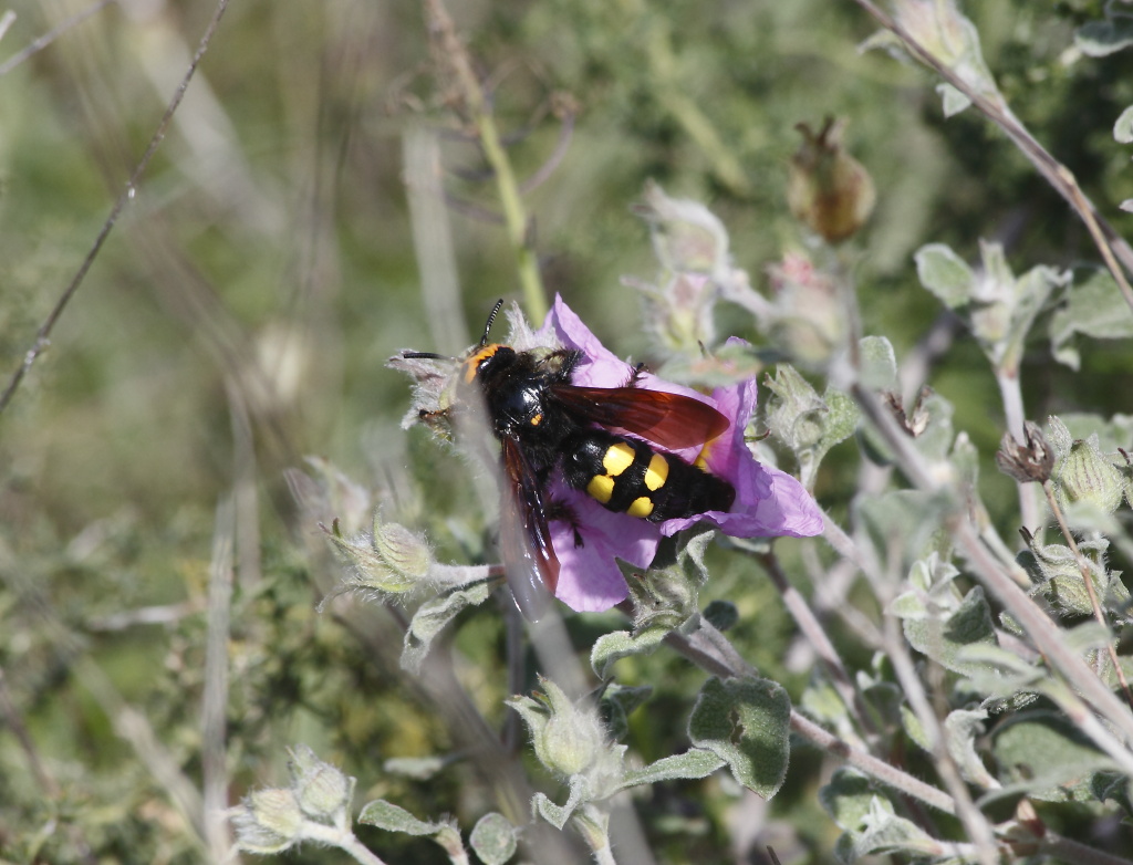 cos''?  Megascolia maculata flavifrons, femmina (Scoliidae)