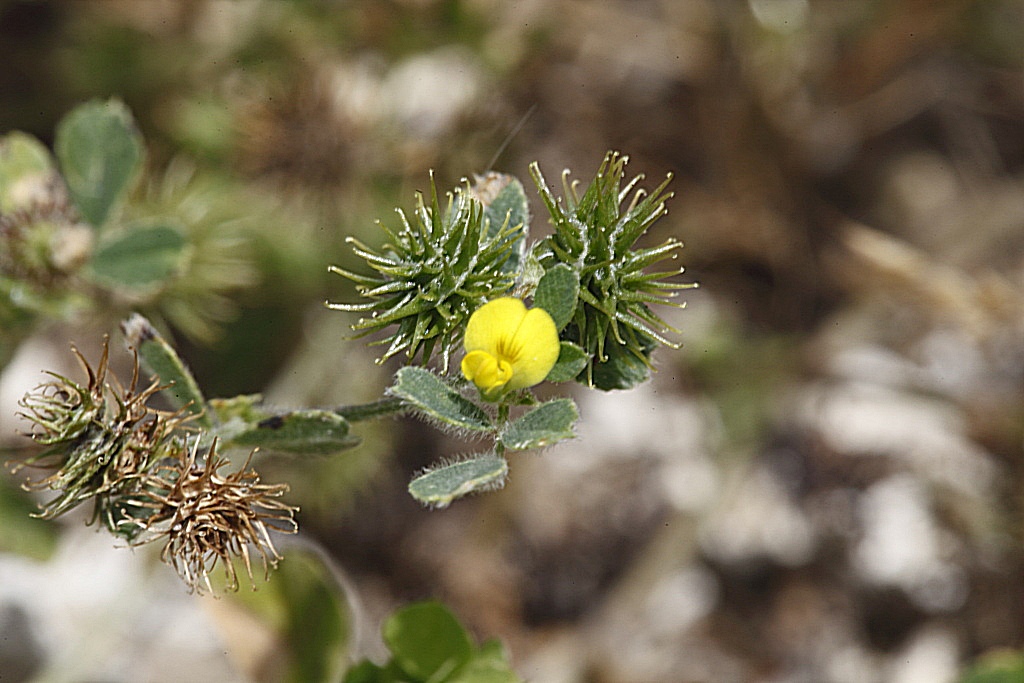 Medicago minima