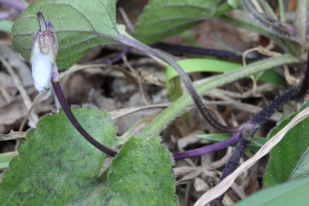 Viola alba subsp. dehnhardtii / Viola di Dehnhardt