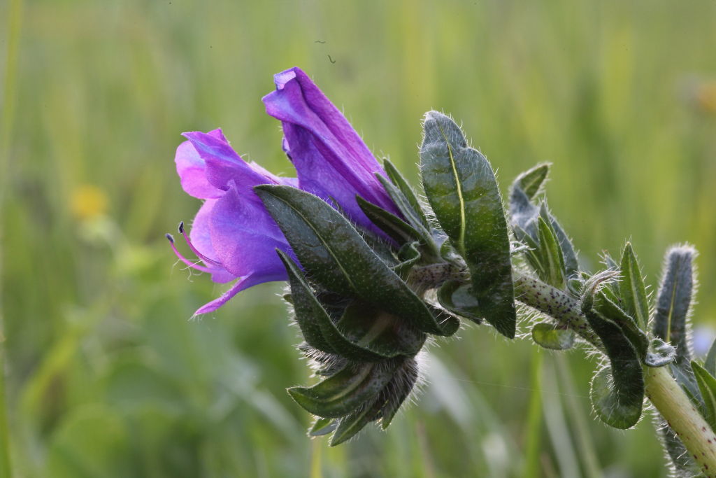 Echium plantagineum / Viperina piantaggine