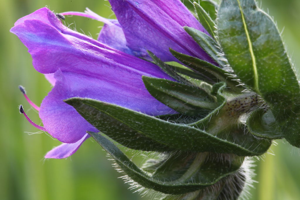 Echium plantagineum / Viperina piantaggine