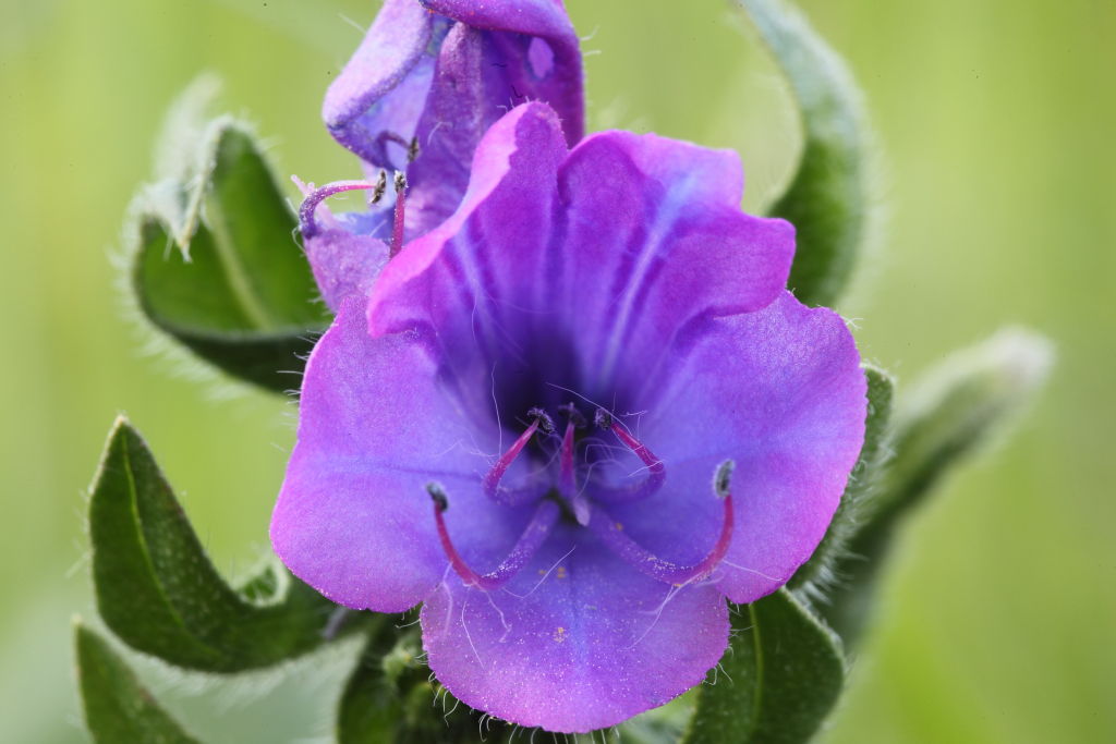 Echium plantagineum / Viperina piantaggine