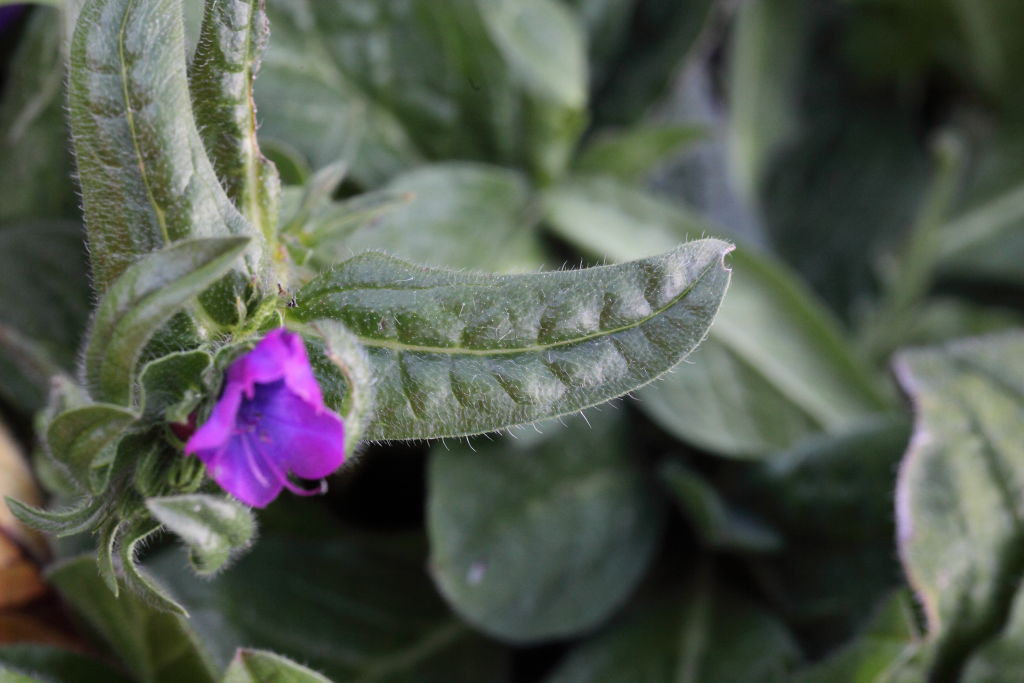 Echium plantagineum / Viperina piantaggine