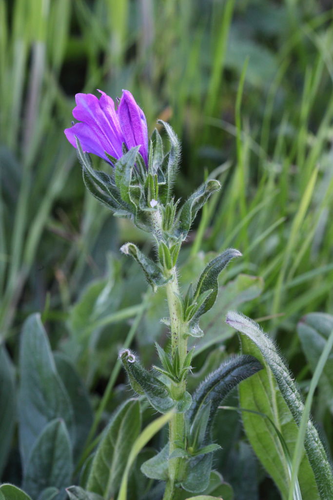 Echium plantagineum / Viperina piantaggine