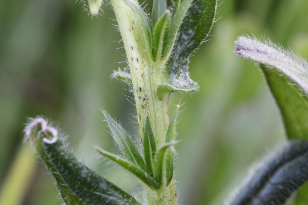 Echium plantagineum / Viperina piantaggine