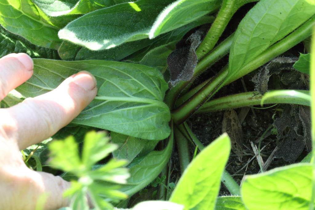 Echium plantagineum / Viperina piantaggine