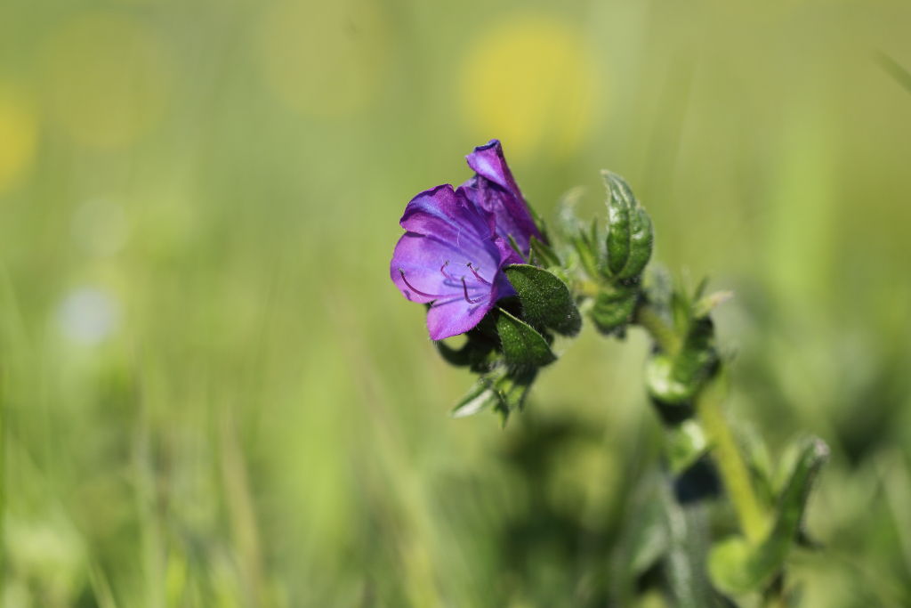 Echium plantagineum / Viperina piantaggine