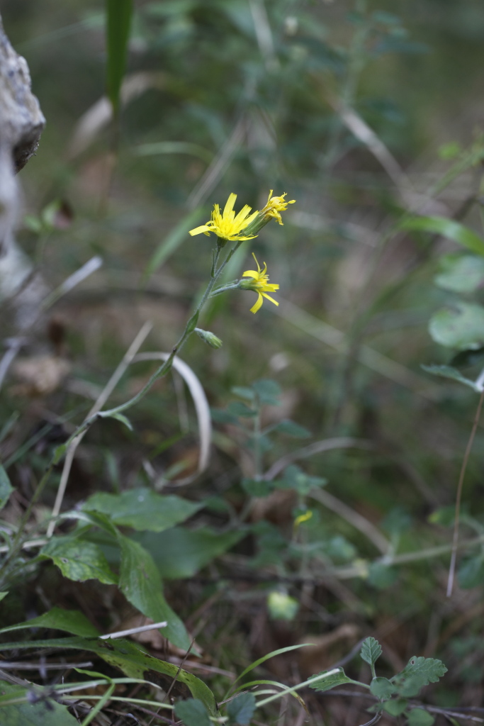 Hieracium racemosum / Sparviere racemoso