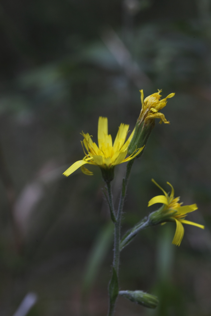 Hieracium racemosum / Sparviere racemoso