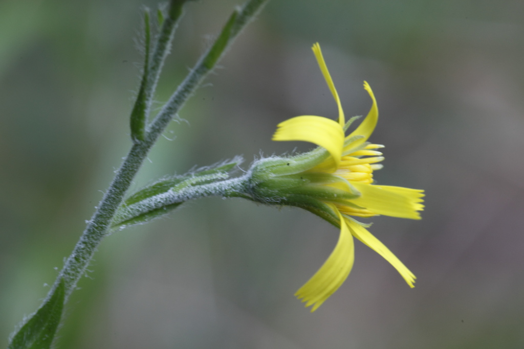 Hieracium racemosum / Sparviere racemoso