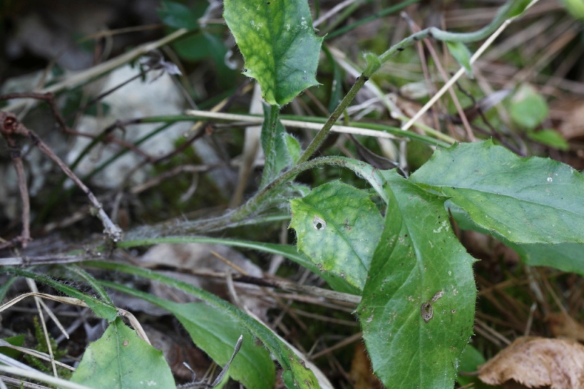 Hieracium racemosum / Sparviere racemoso