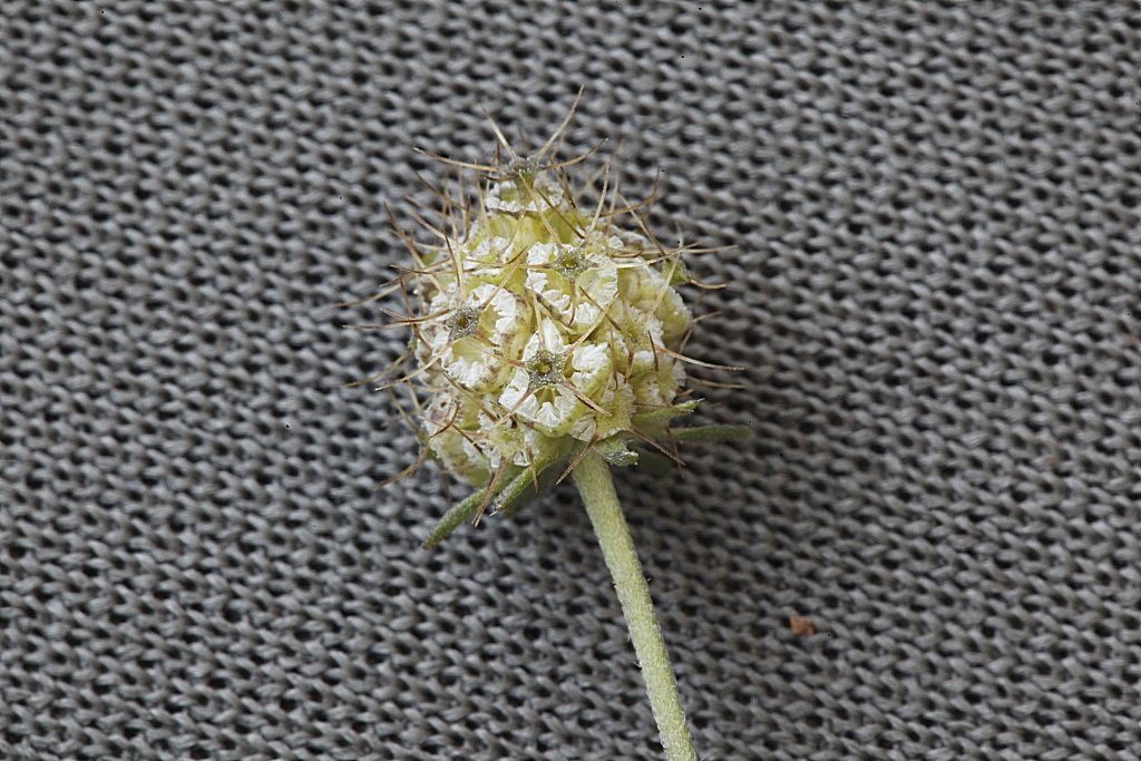 Sixalix atropurpurea (=Scabiosa marittima) /Vedovina marittima