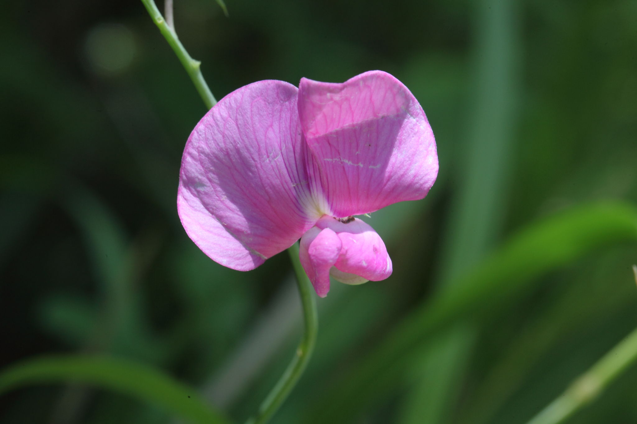 Lathyrus sylvestris / Cicerchia silvestre