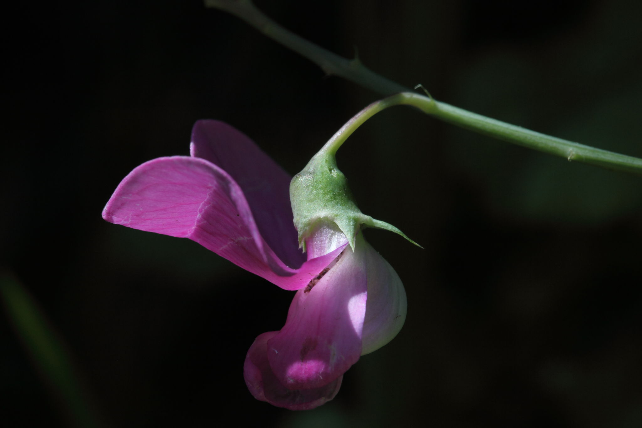 Lathyrus sylvestris / Cicerchia silvestre