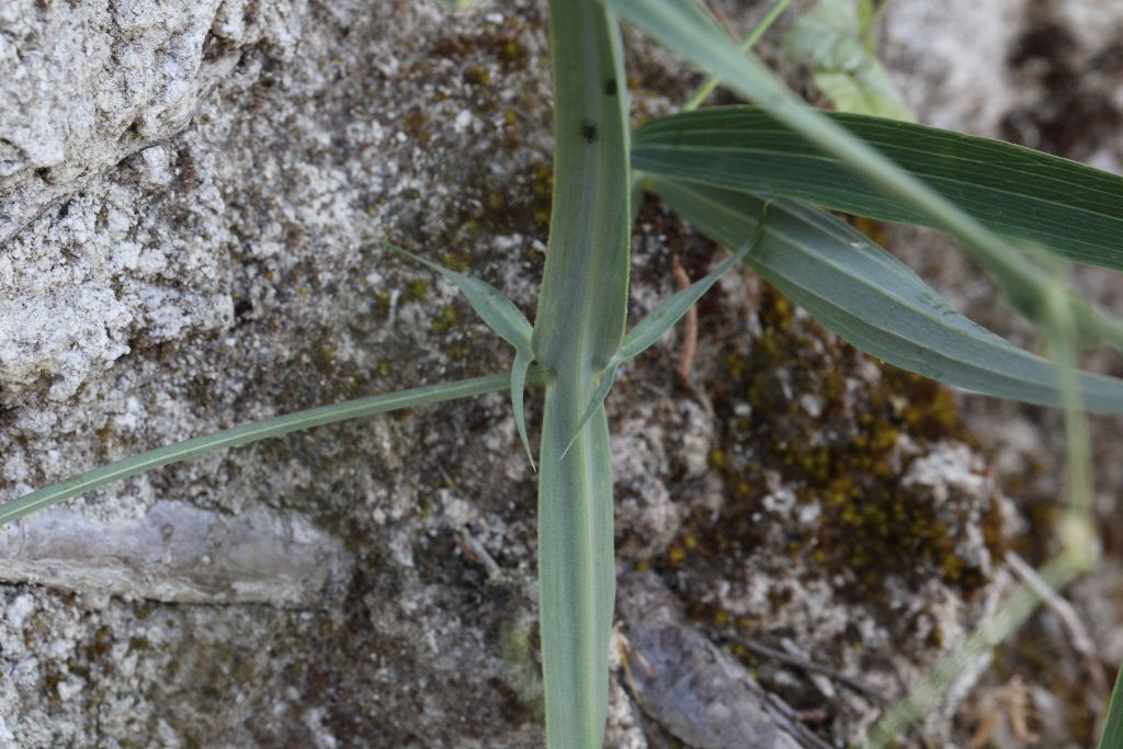 Lathyrus sylvestris / Cicerchia silvestre