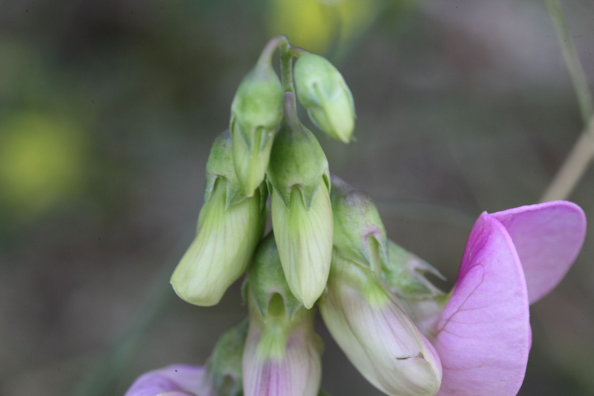 Lathyrus sylvestris / Cicerchia silvestre