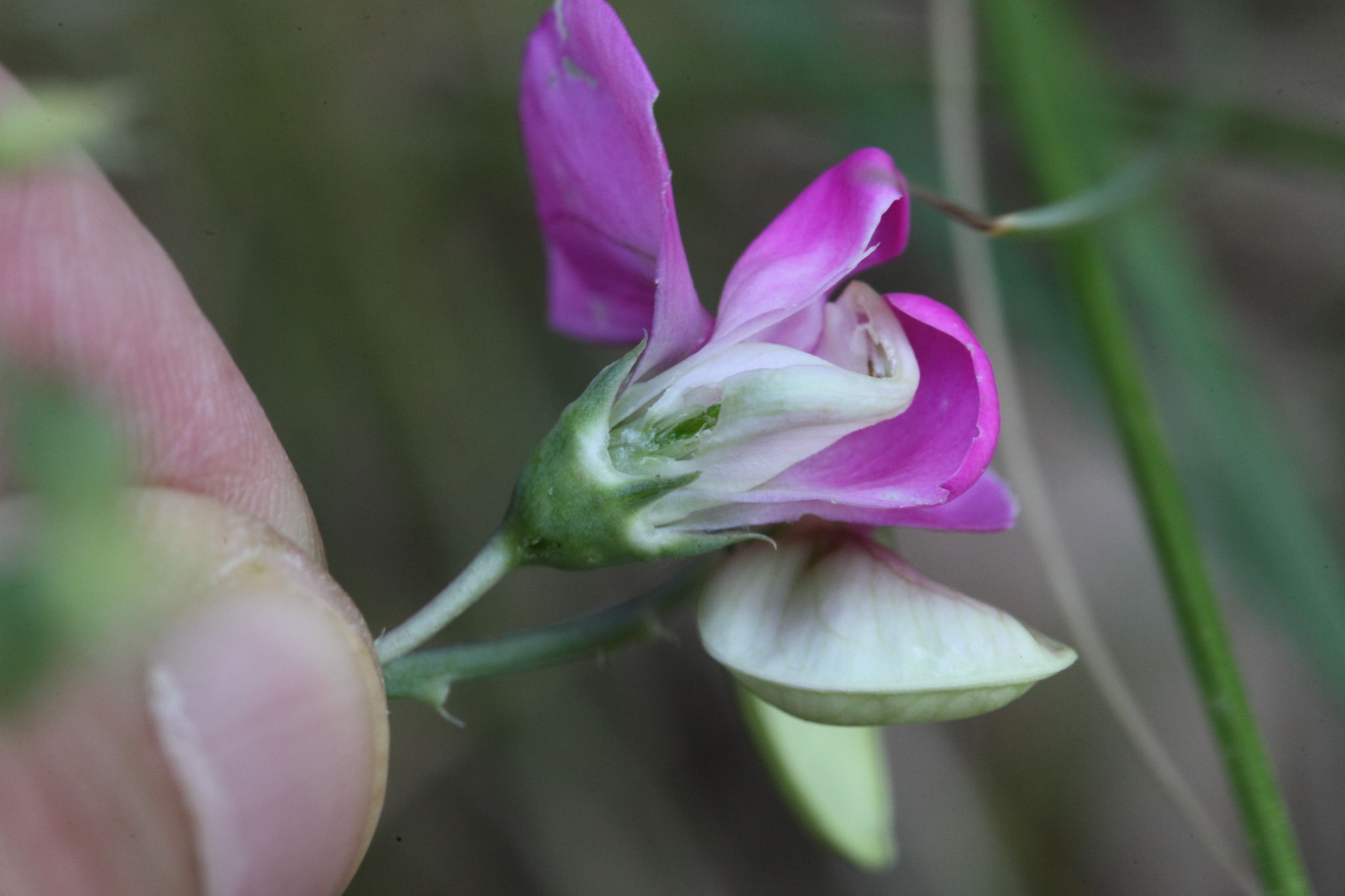 Lathyrus sylvestris / Cicerchia silvestre