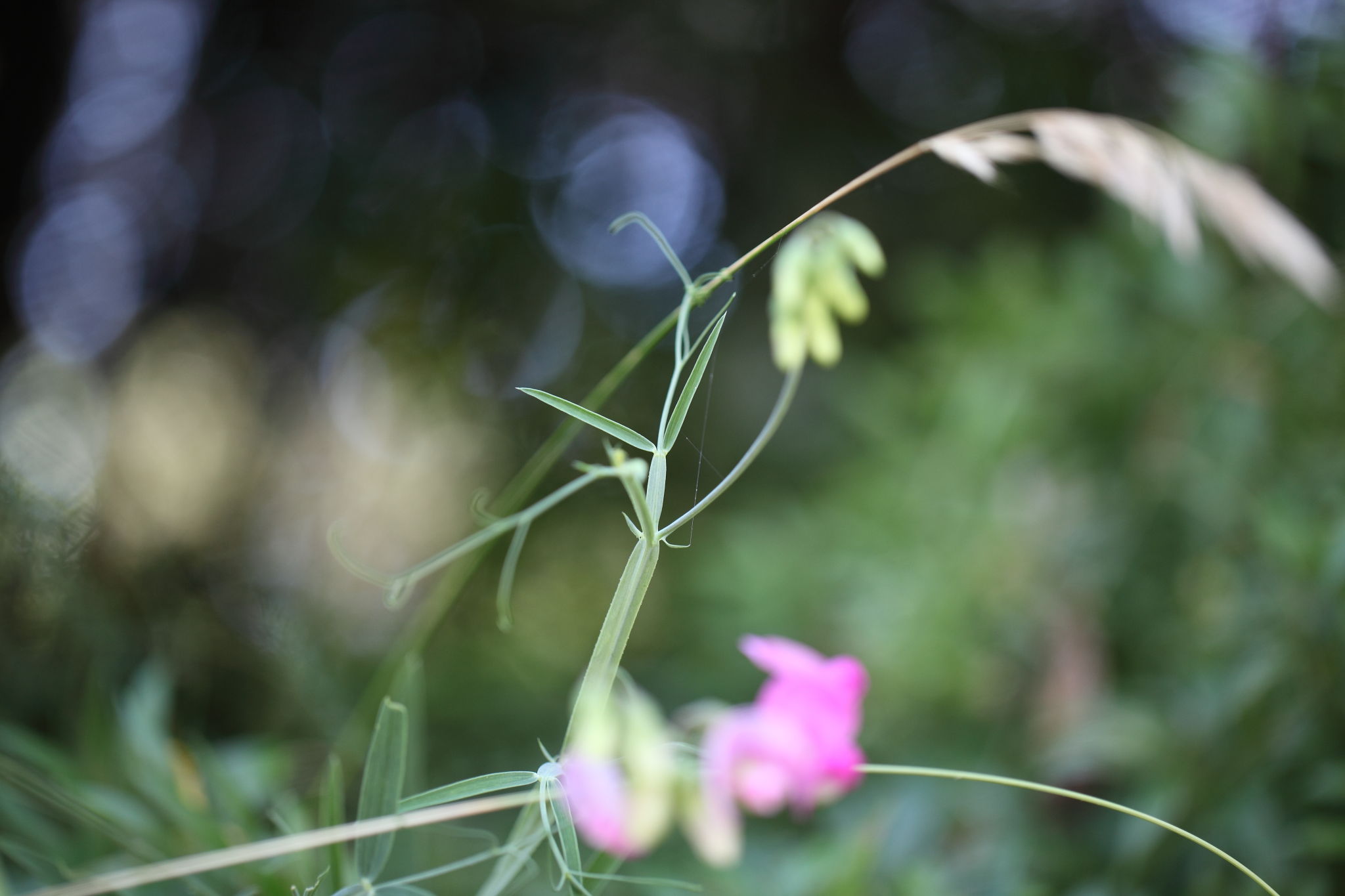 Lathyrus sylvestris / Cicerchia silvestre