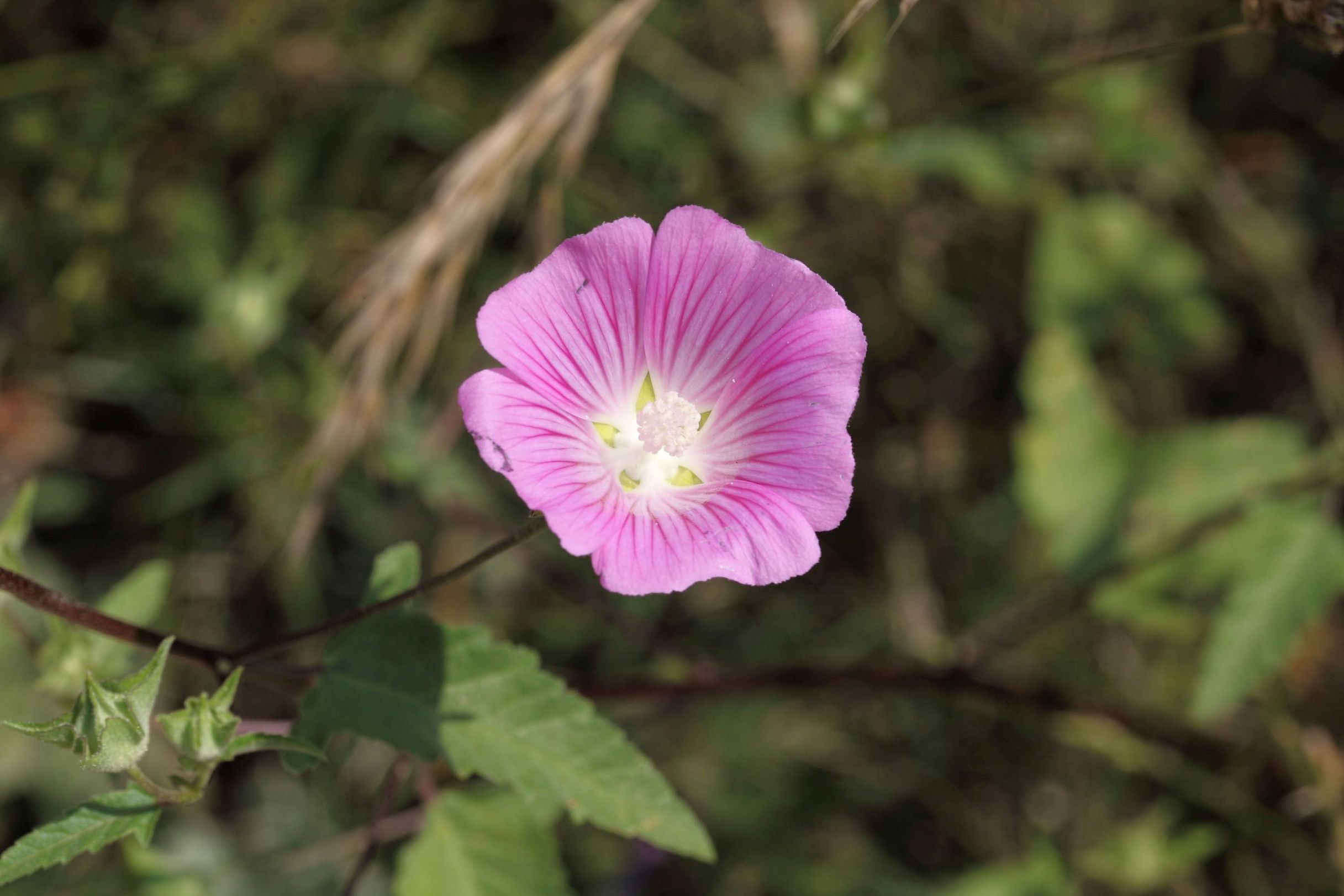 Malva punctata