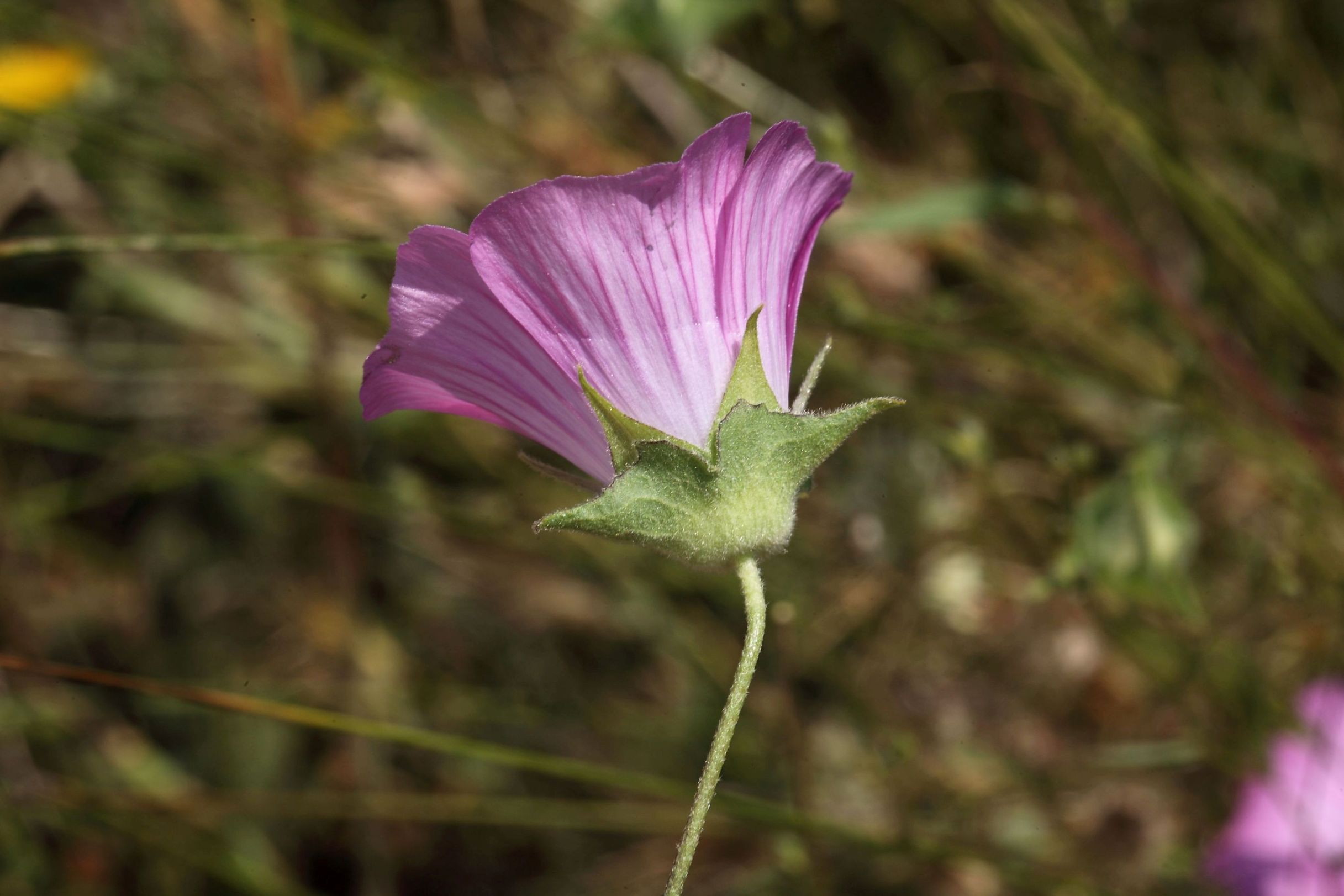 Malva punctata