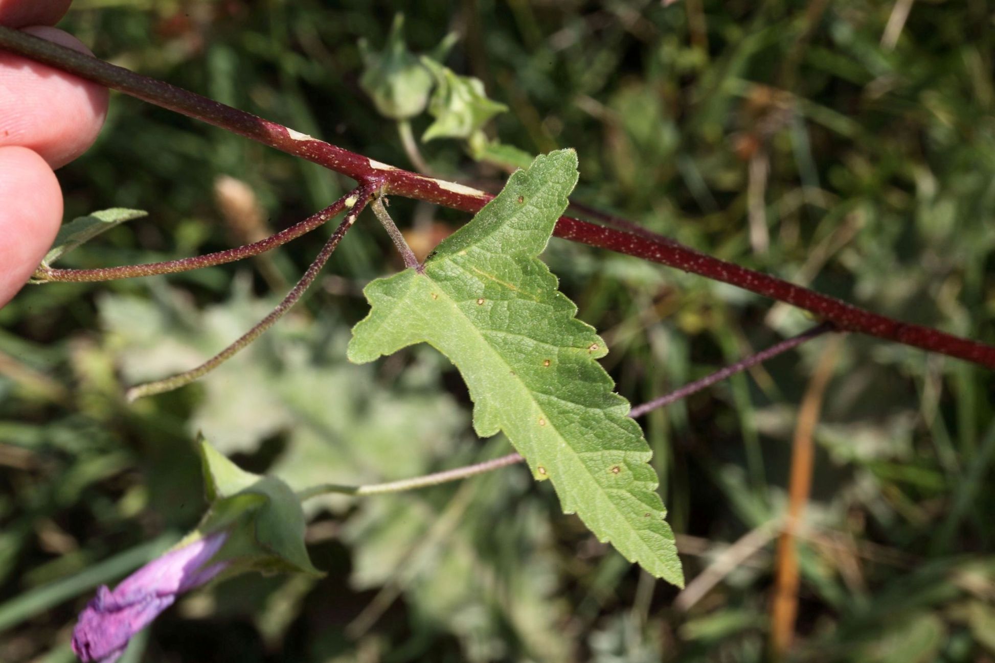 Malva punctata