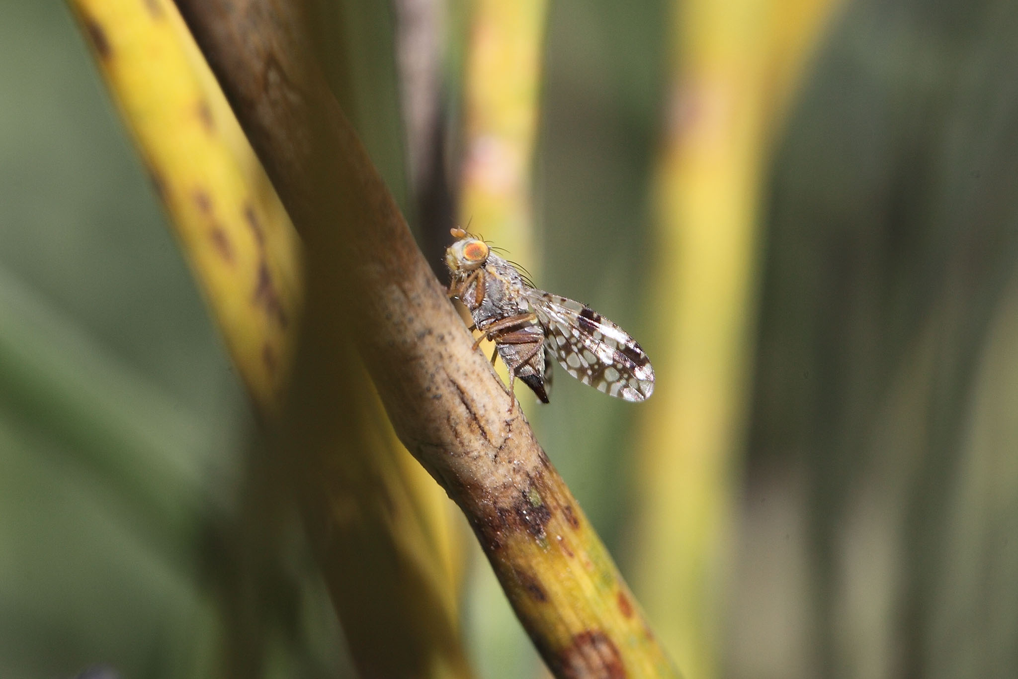 Tephritidae