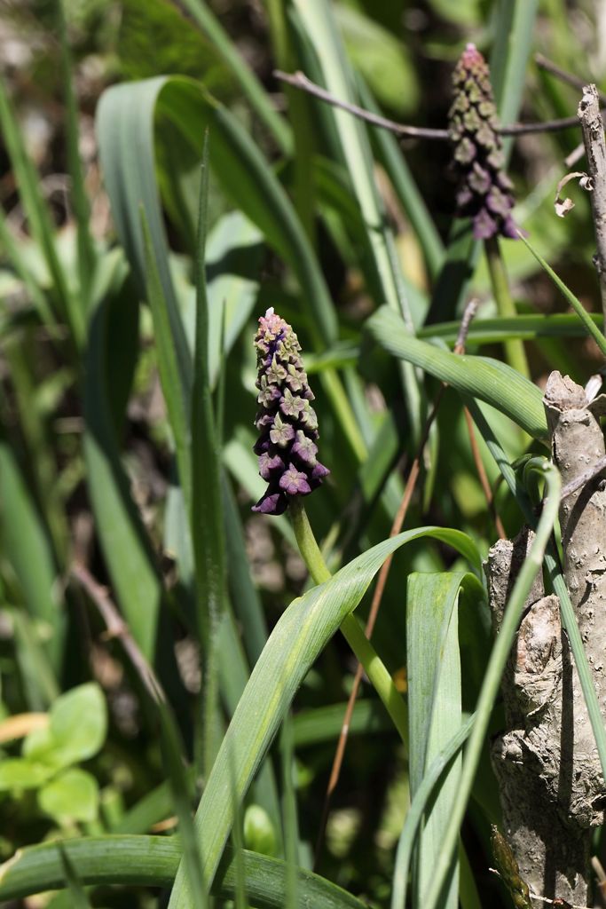 Leopoldia comosa (=Muscari comosum)