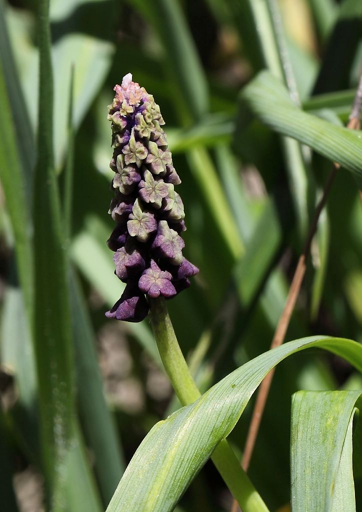 Leopoldia comosa (=Muscari comosum)