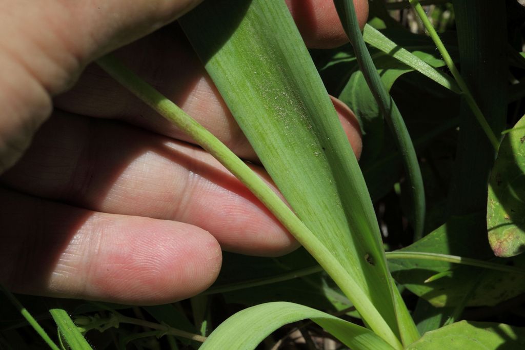 Leopoldia comosa (=Muscari comosum)