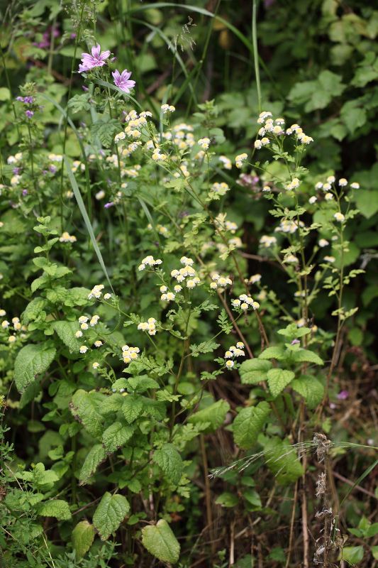 Tanacetum parthenium / Erba amara vera