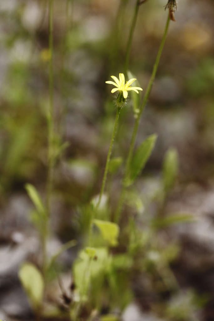 Urospermum picroides / Boccione minore