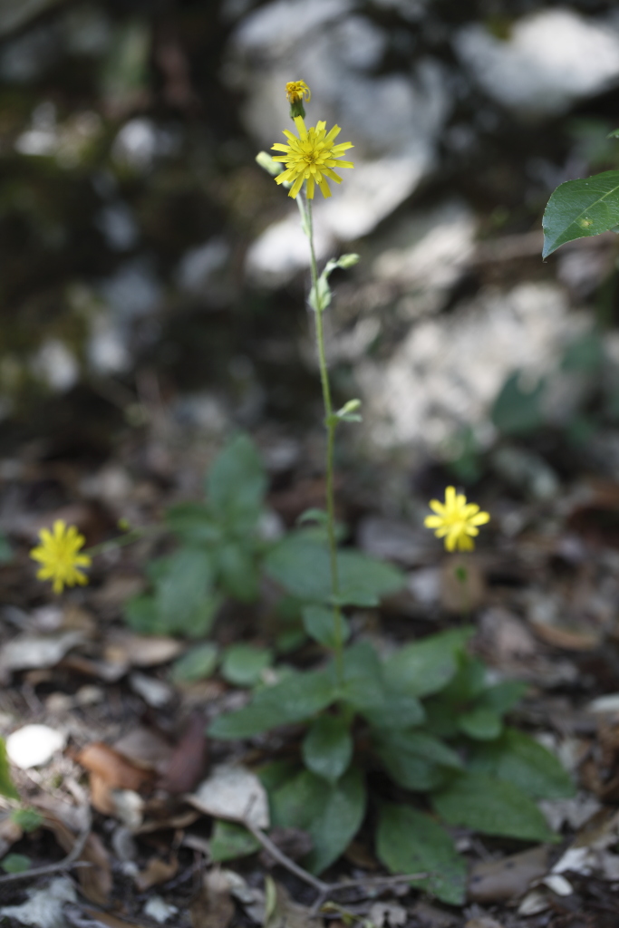 Asteracea da  determinare - Hieracium sp.