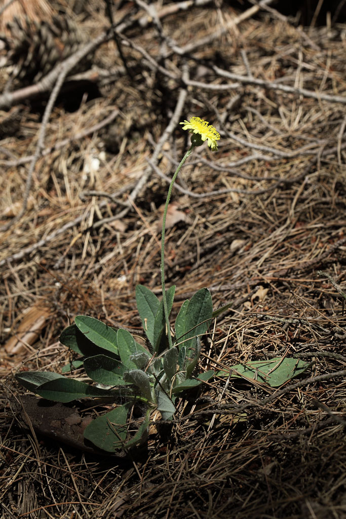 Hieracium pilosella (=Pilosella officinarum)