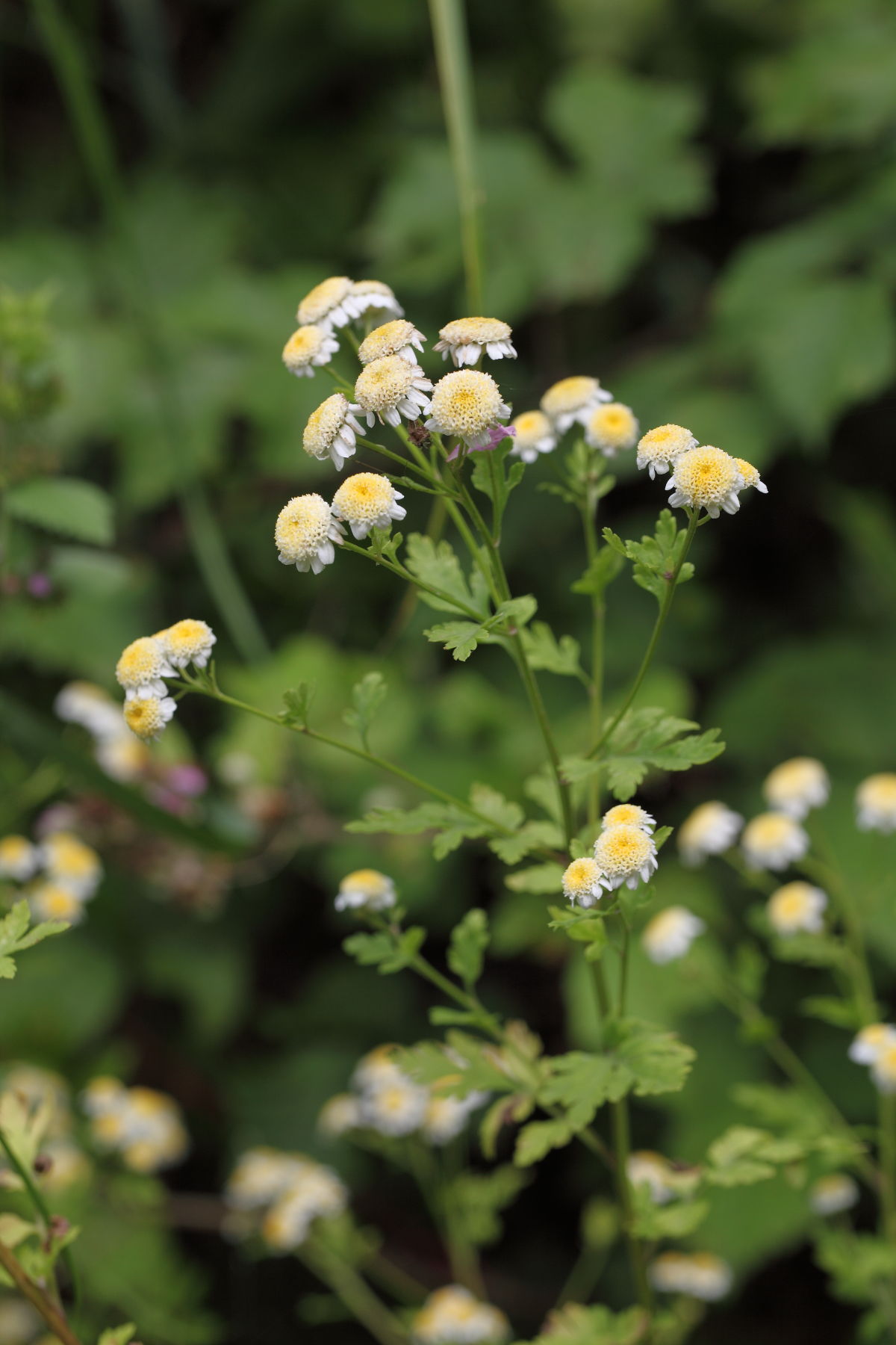 Tanacetum parthenium / Erba amara vera