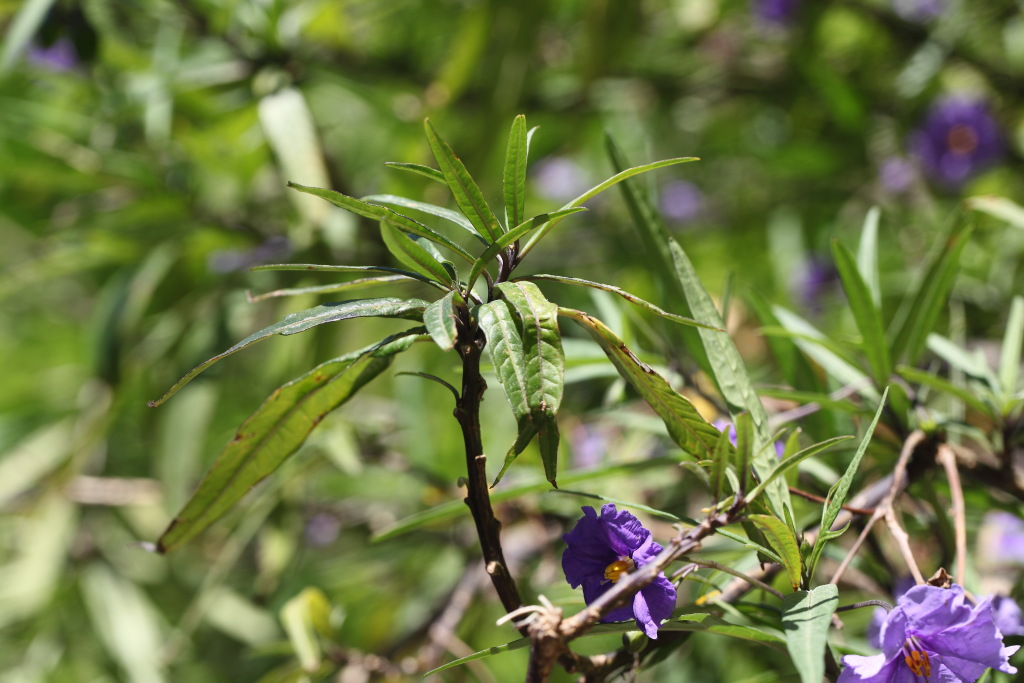 Solanum sp.