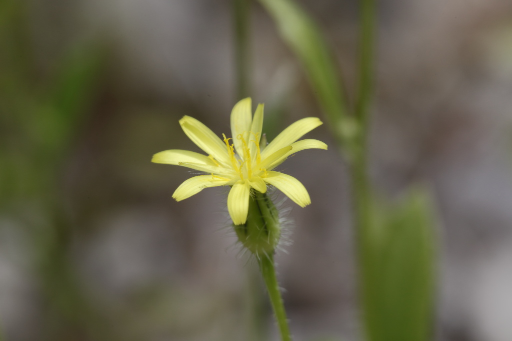 Urospermum picroides / Boccione minore