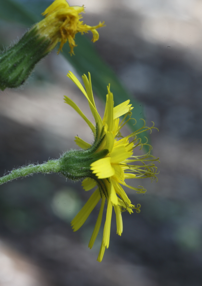 Asteracea da  determinare - Hieracium sp.