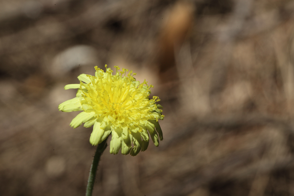 Hieracium pilosella (=Pilosella officinarum)