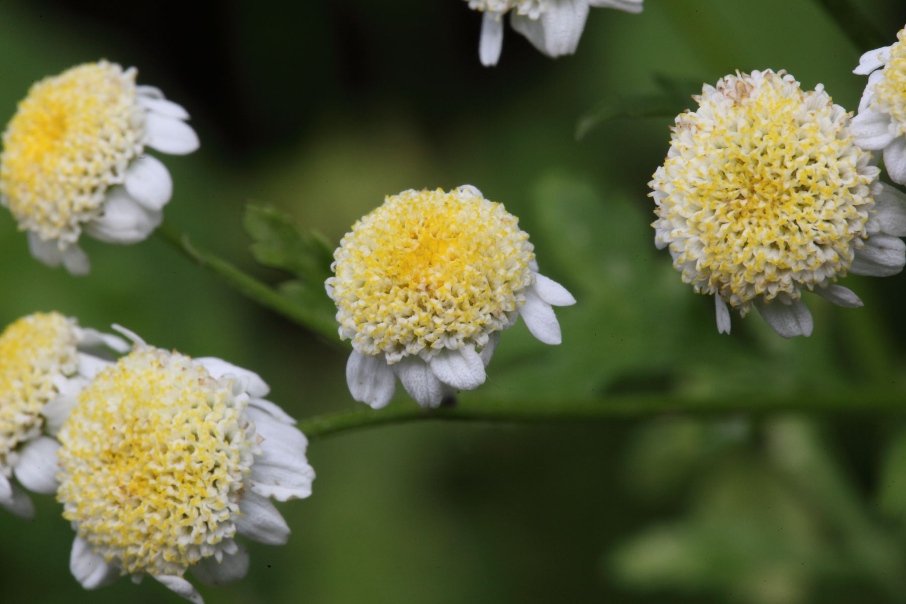 Tanacetum parthenium / Erba amara vera