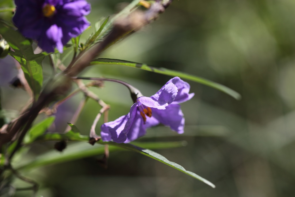 Solanum sp.