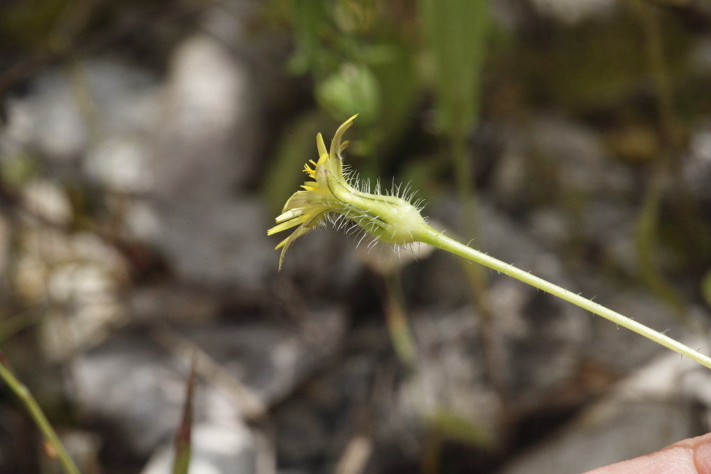 Urospermum picroides / Boccione minore