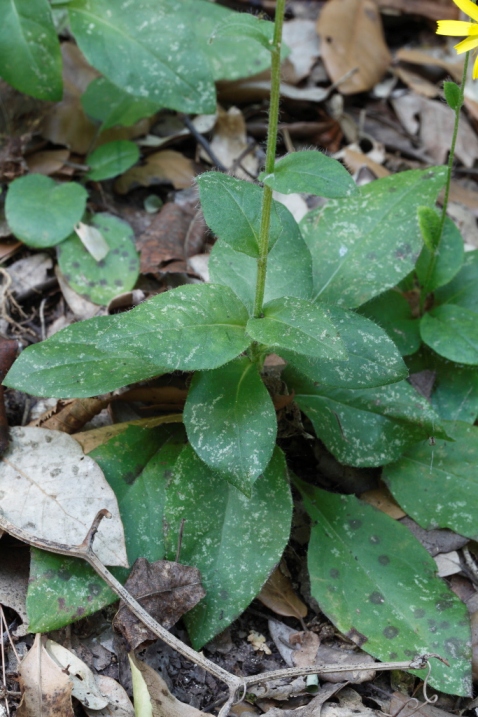 Asteracea da  determinare - Hieracium sp.