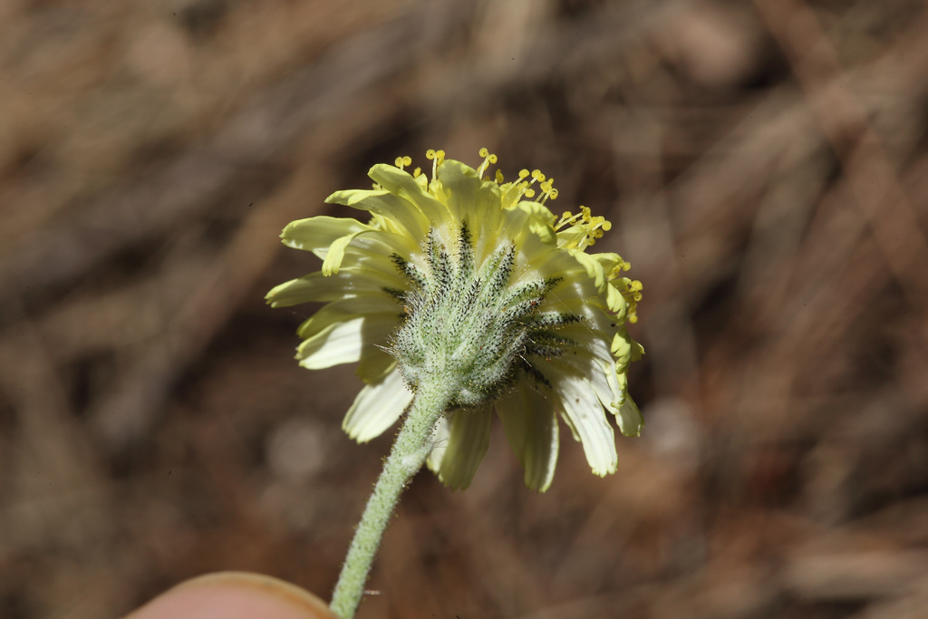 Hieracium pilosella (=Pilosella officinarum)