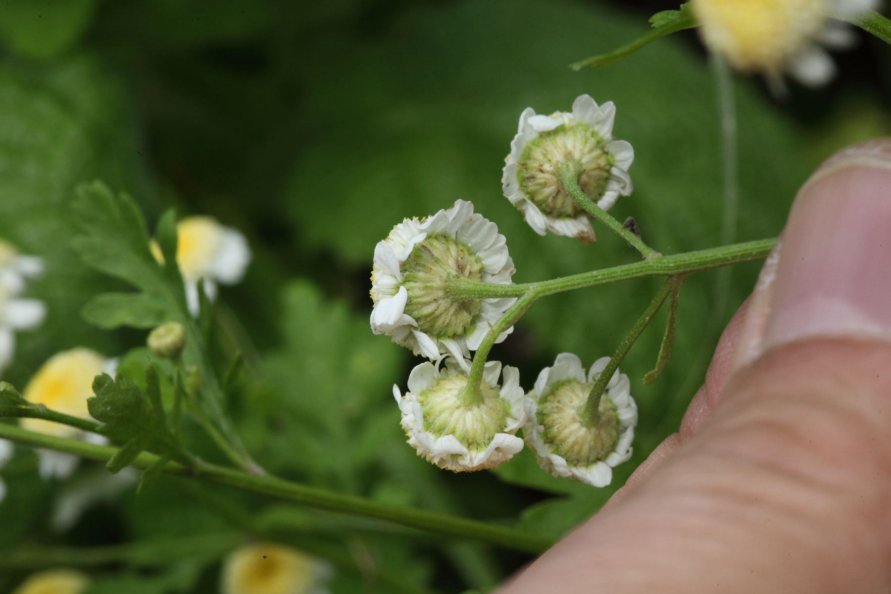 Tanacetum parthenium / Erba amara vera