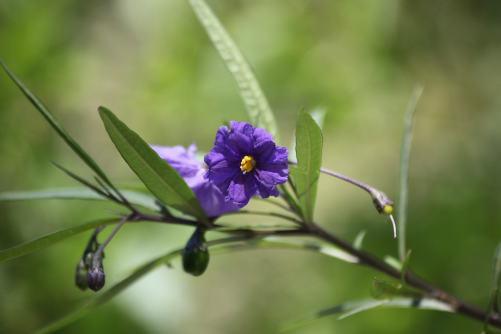 Solanum sp.