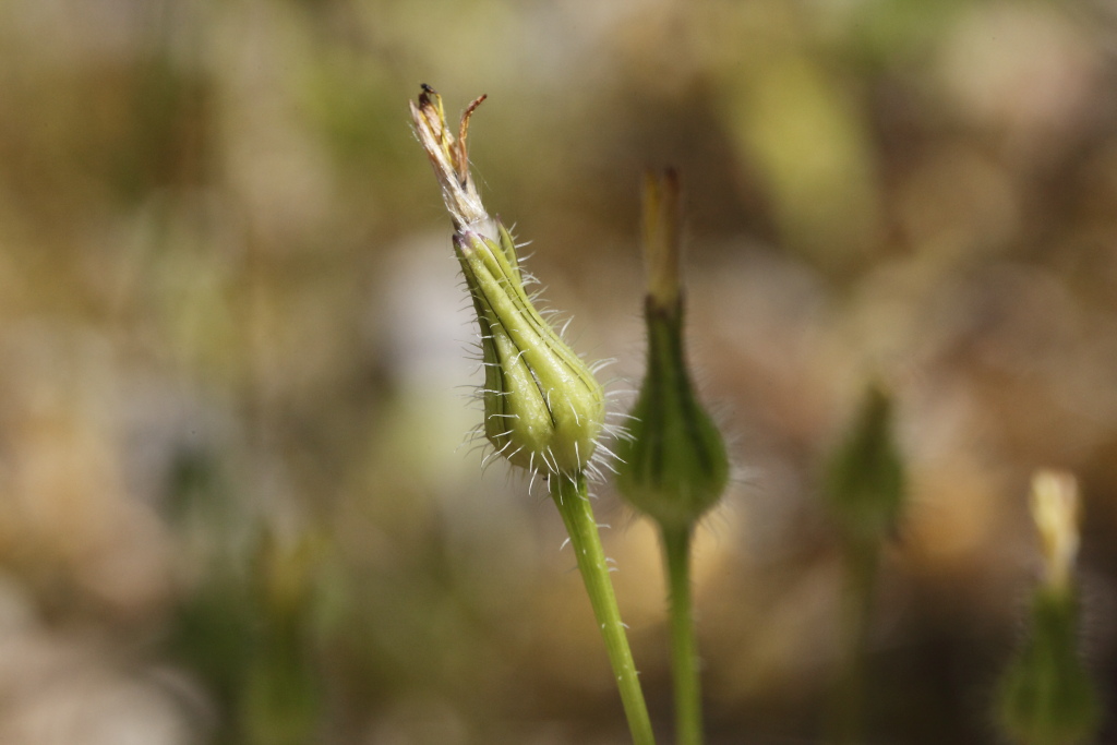 Urospermum picroides / Boccione minore